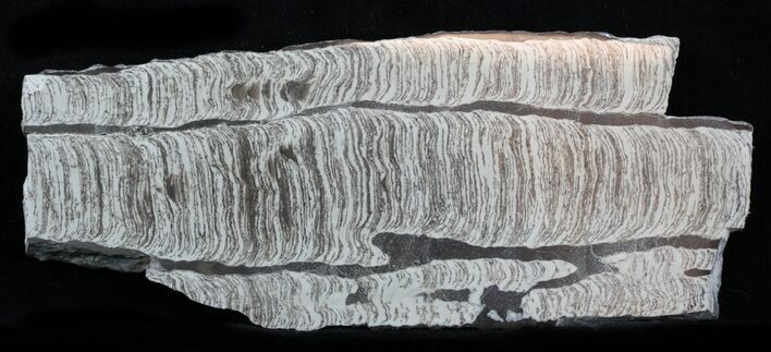 Polished Precambrian Stromatolite - Siberia #57580